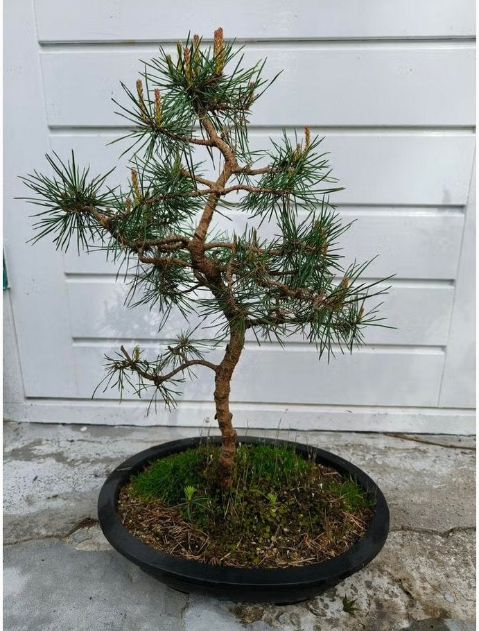 Bonsai Pinus Sylvestris (Noorse), Bloeit niet, Halfschaduw, Overige soorten, Minder dan 100 cm