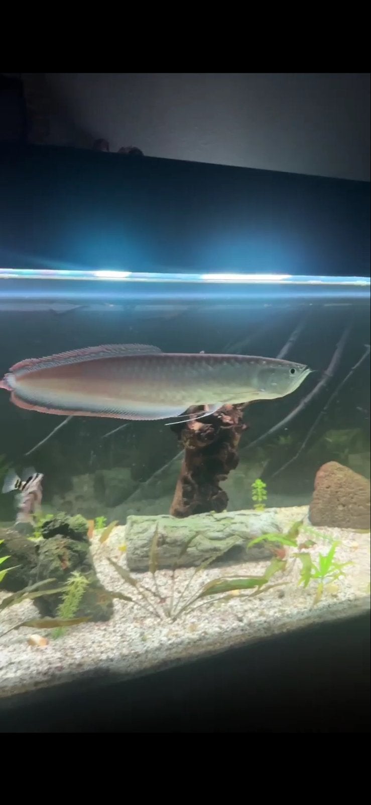 Zwarte arowana., Kreeft, Krab of Garnaal