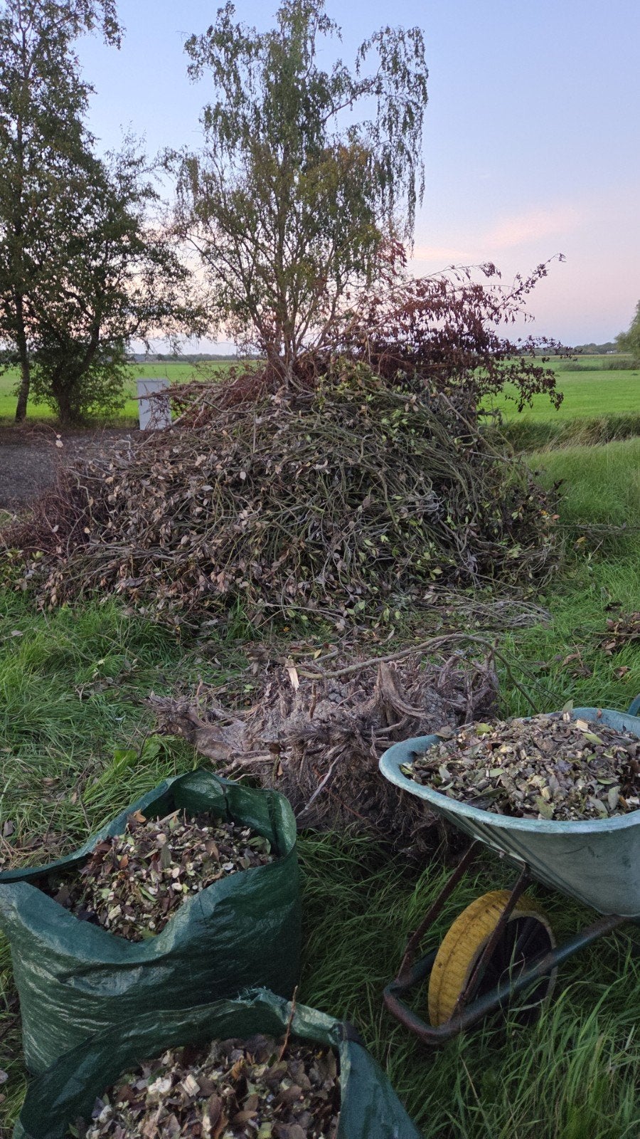 gratis takken, Tuin en Terras, Planten | Bomen, Ophalen, Volle zon, Overige soorten