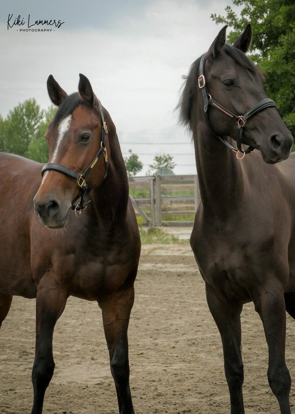 GEZOCHT: Stalling 6+ paarden, Dieren en Toebehoren, Stalling en Weidegang
