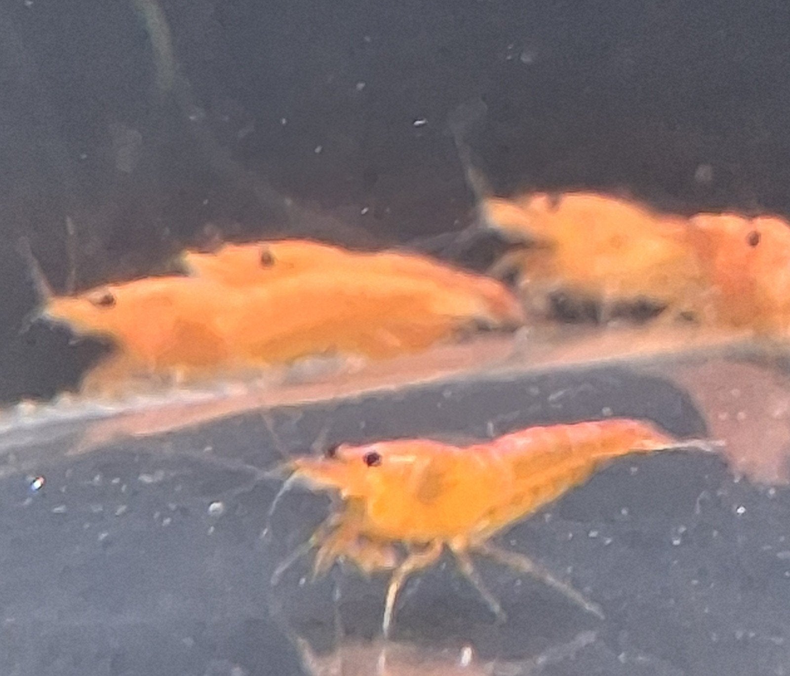 Super oranje garnalen, Dieren en Toebehoren, Kreeft, Krab of Garnaal