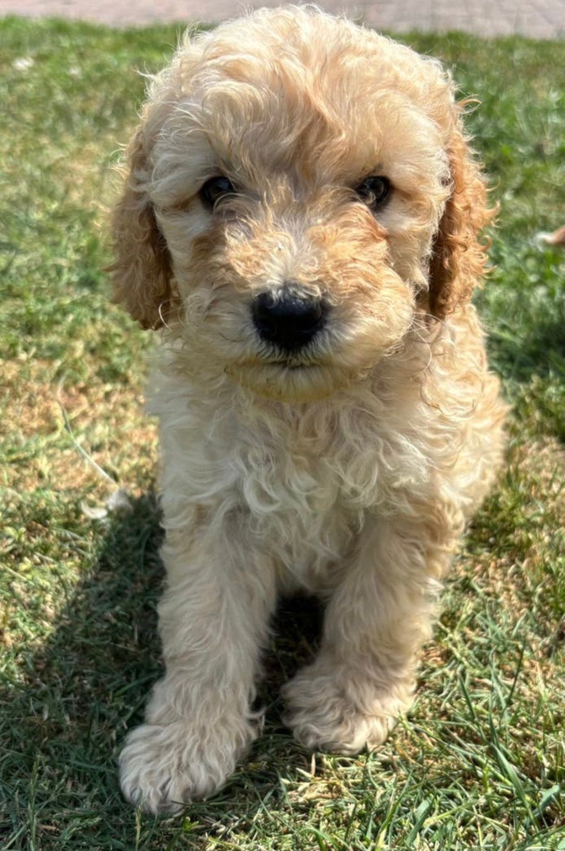 Dwergpoedel pups te koop, Poedel, 8 tot 15 weken, Parvo, Meerdere