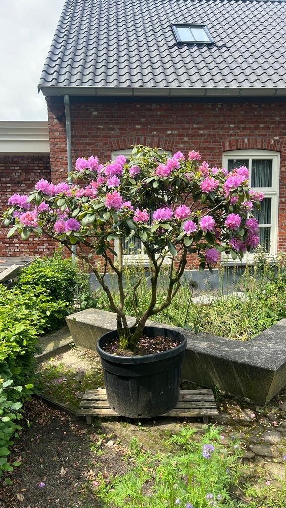 2 Grote meerstammige Rhododendron paarse Catawbiense in pot, Tuin en Terras, Vaste plant, Halfschaduw, Lente, Ophalen