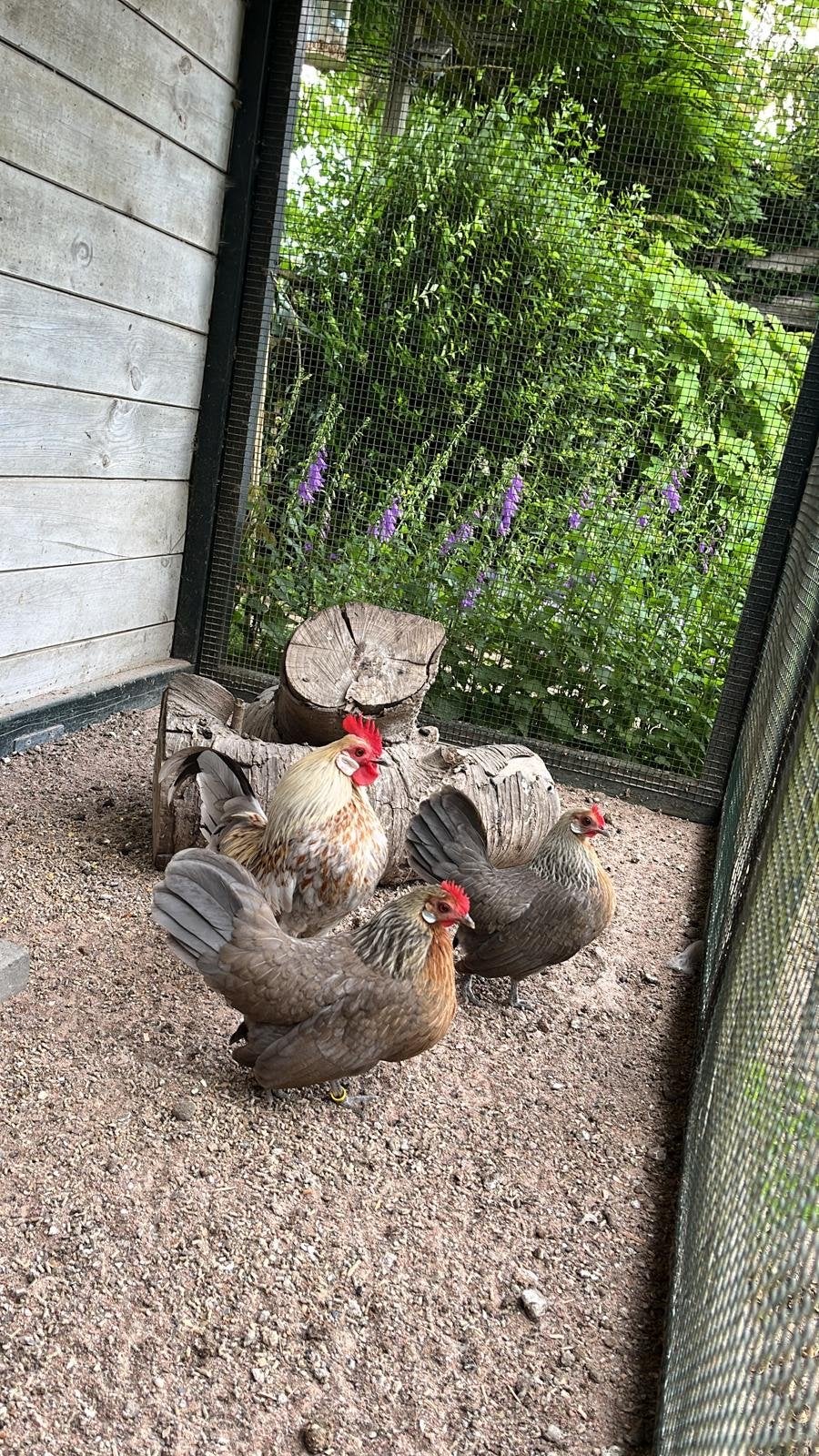 4 hollandse hoenen kriel, Dieren en Toebehoren, Meerdere dieren, Kip