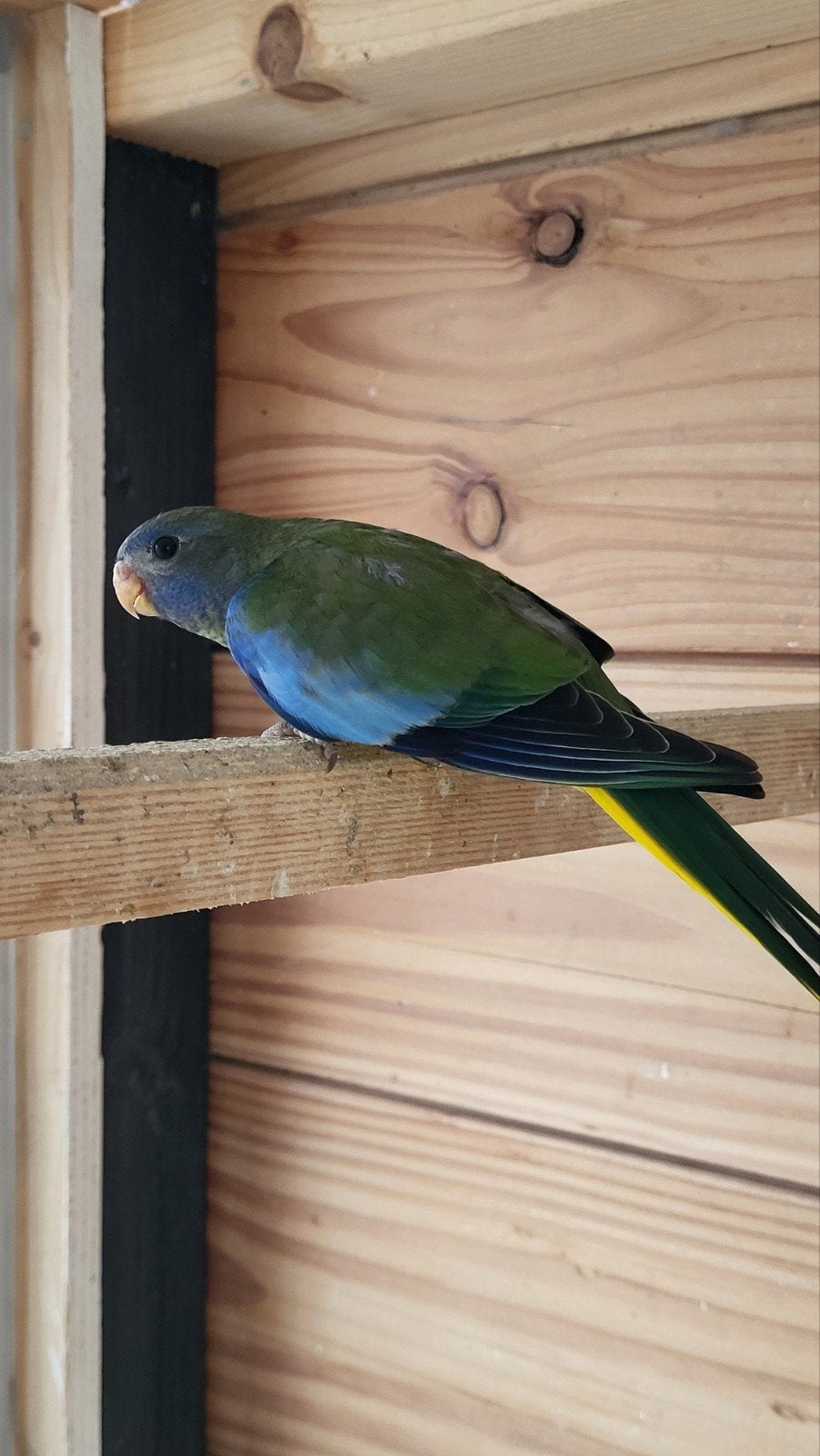 Splendid / splendids, Meerdere dieren, Parkiet, Geringd