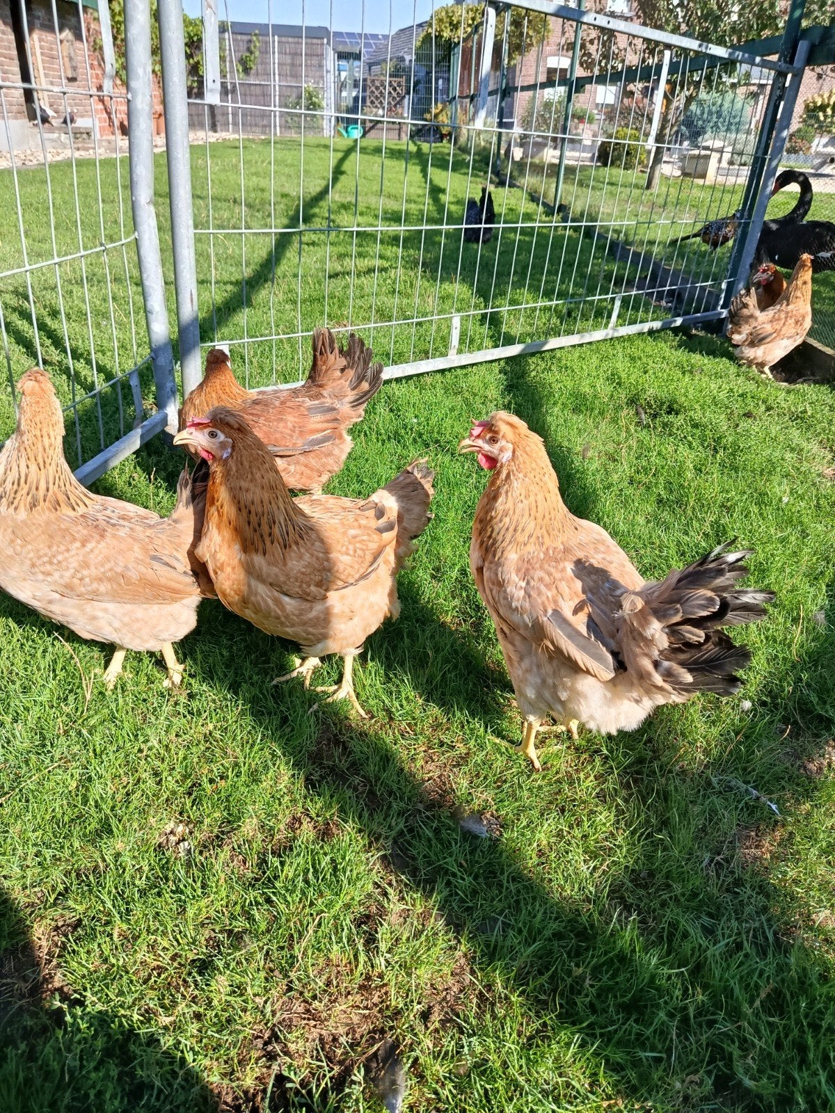 Crème Legbar kippen te koop, Dieren en Toebehoren, Meerdere dieren, Kip