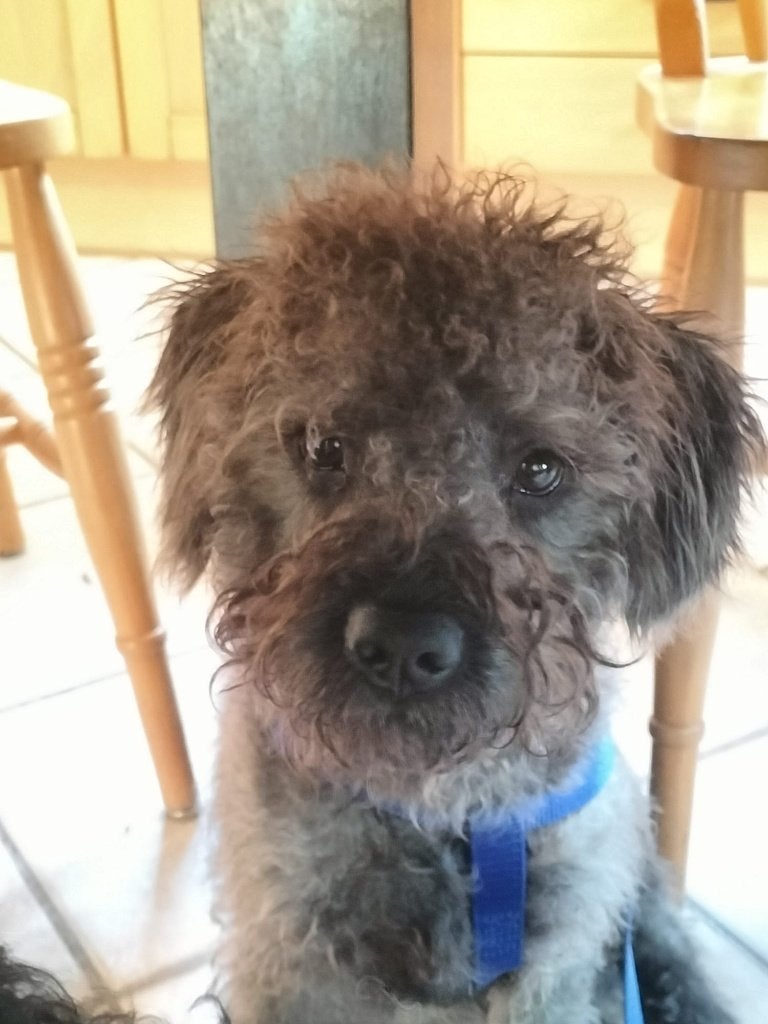 Puli Pup, Dieren en Toebehoren, Particulier, 15 weken tot 1 jaar, Reu, Buitenland