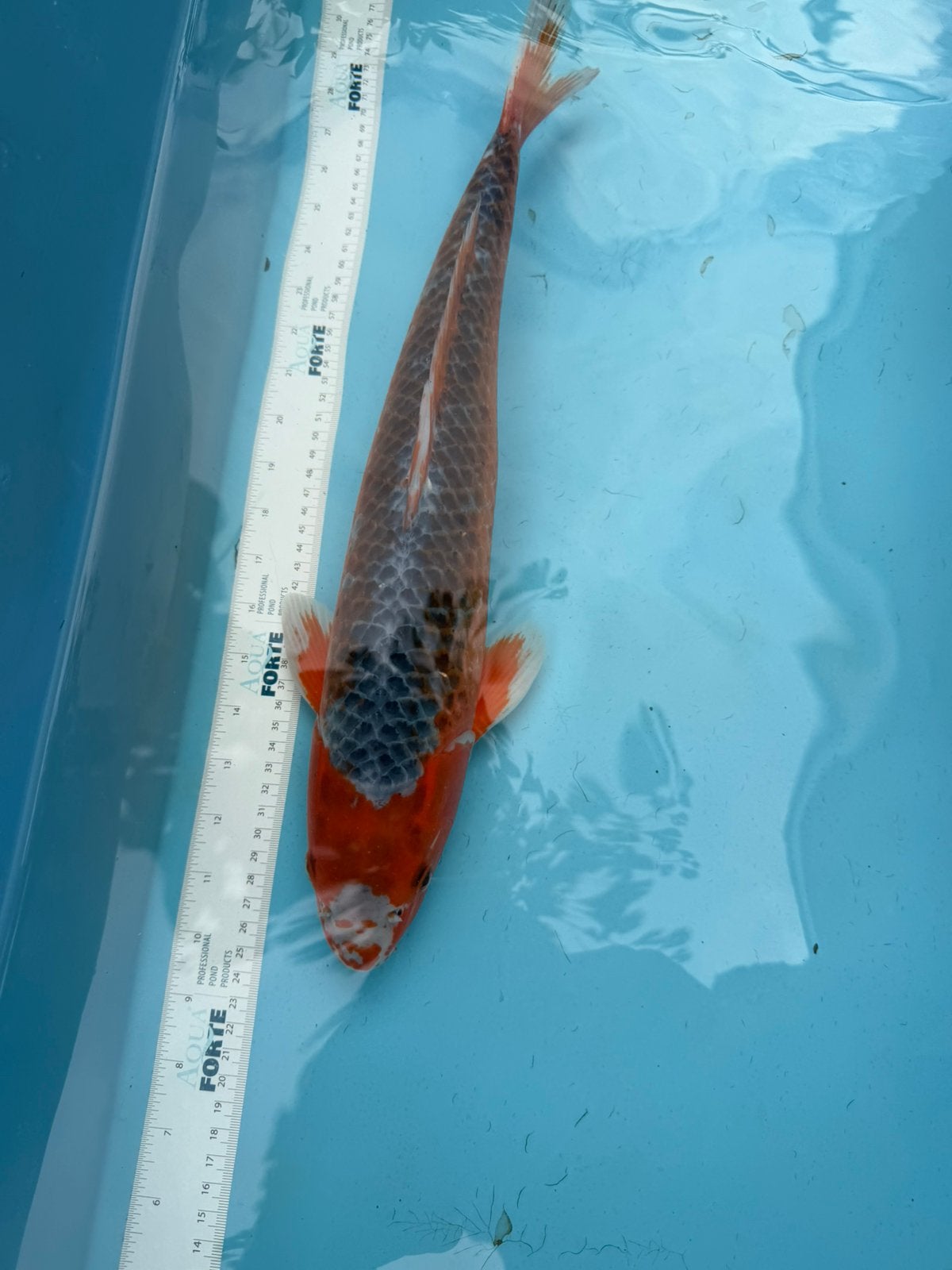 Red Asagi  koi, Karper of Koi