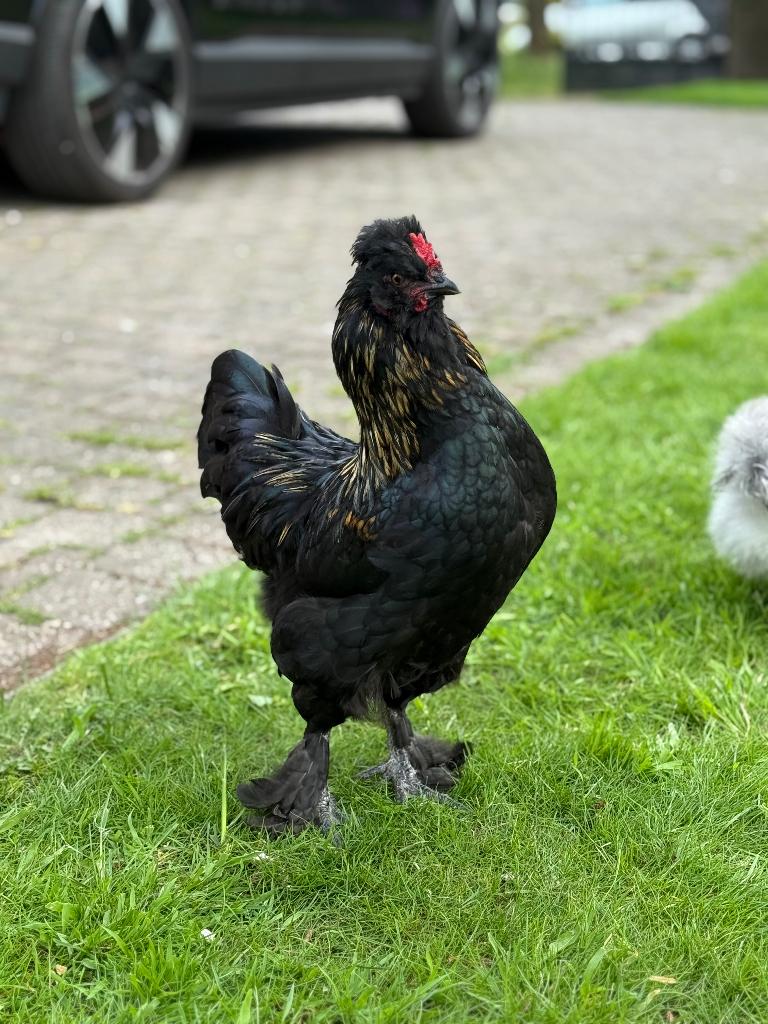 Gratis: 2 jonge hanen, Mannelijk, Kip