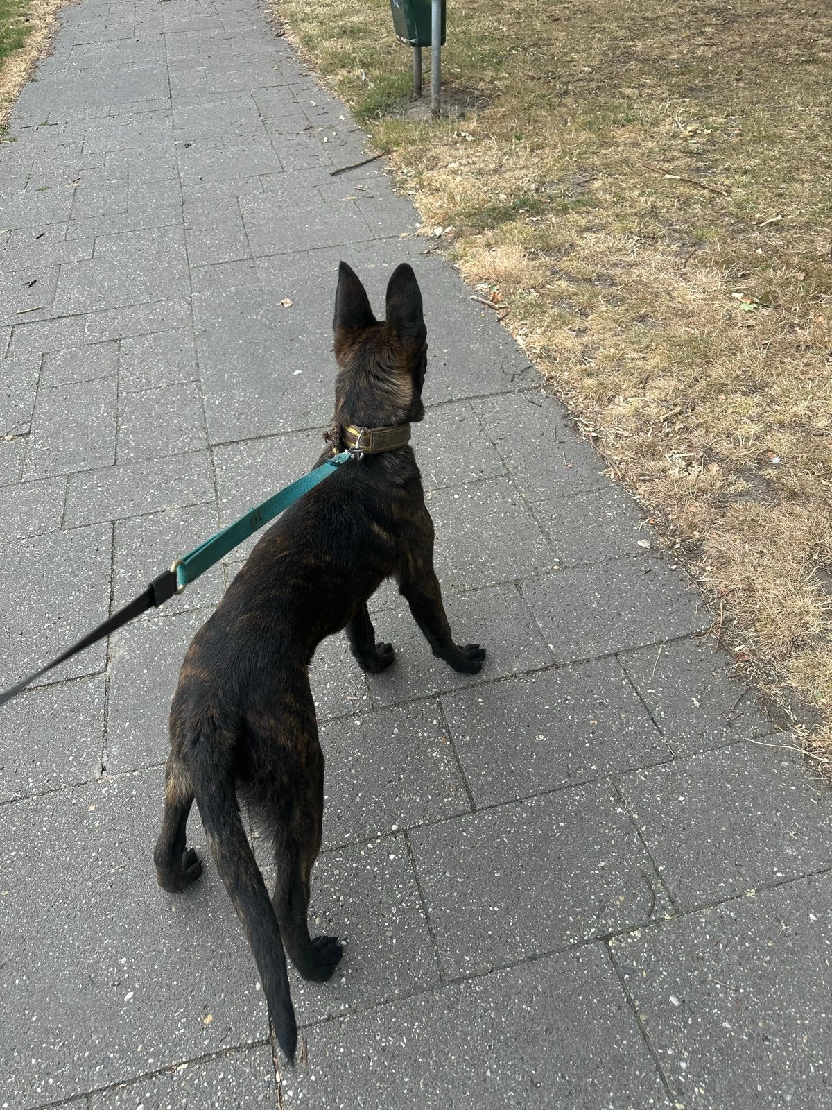 Te koop Hallandse herder reu 5 maanden oud, Parvo, 15 weken tot 1 jaar, Reu, Groot