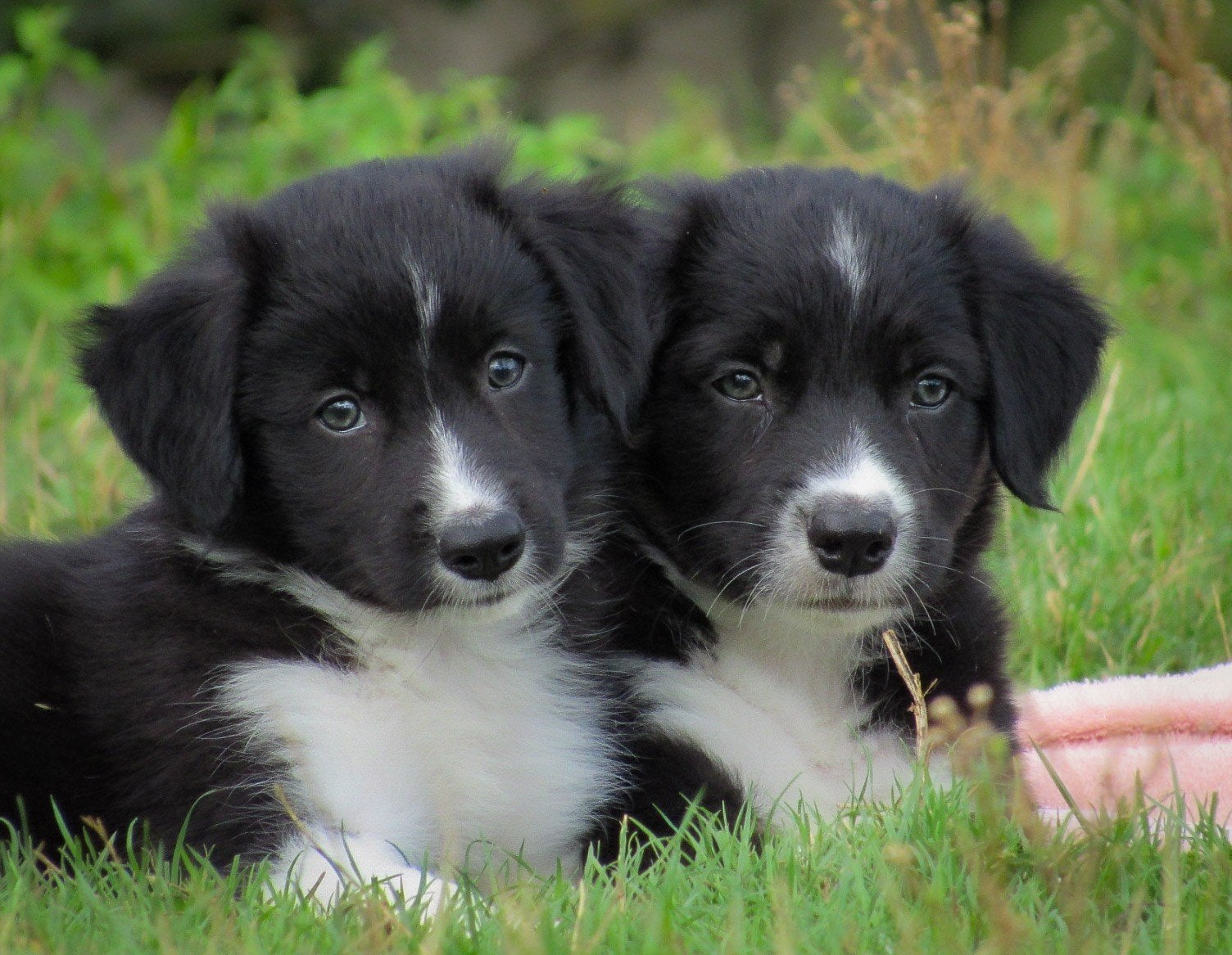 leuke kruising friese stabij x border collie pups te koop, Dieren en Toebehoren, Overige rassen, 8 tot 15 weken, CDV (hondenziekte)