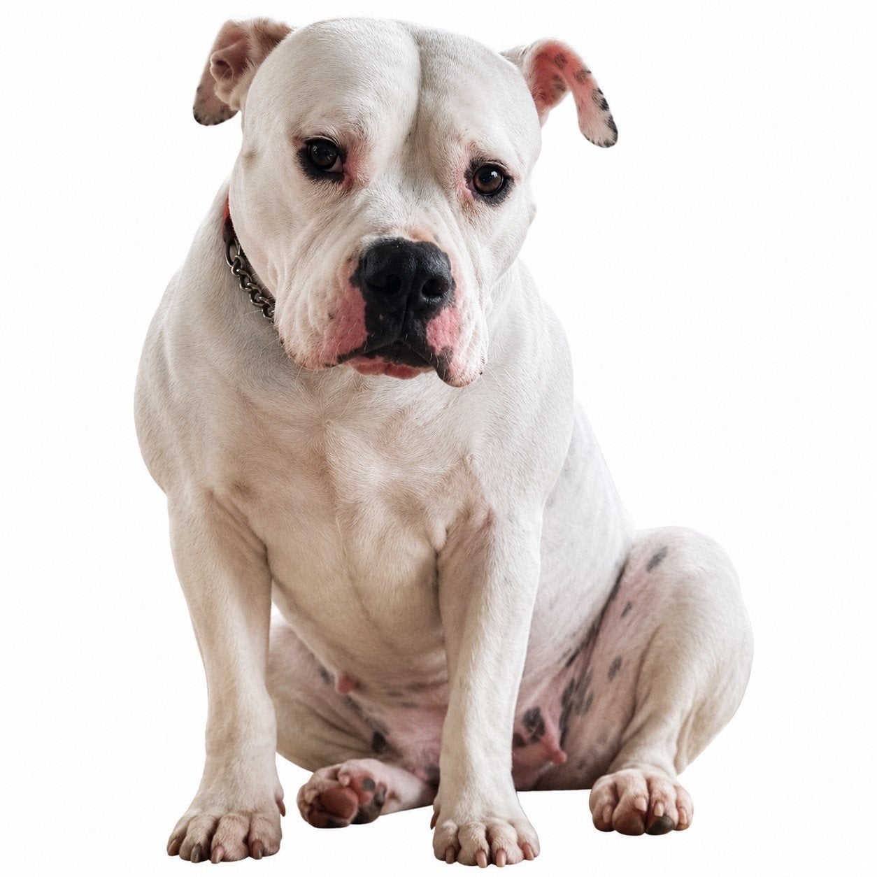 !!!GEZOCHT!!! Amerikaanse bulldog, Dieren en Toebehoren, 8 tot 15 weken, Teef, Bulldog, Eén hond