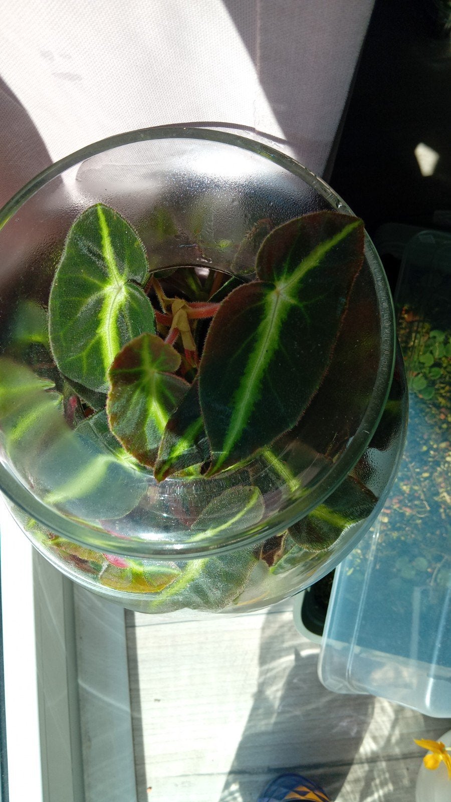 Begonia blad stekje!, Ophalen of Verzenden, Halfschaduw, Minder dan 100 cm