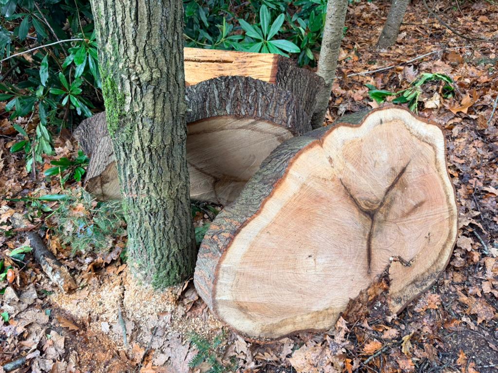 Te koop: 3 grote schijven Amerikaanse eik, Doe-het-zelf en Verbouw, Hout en Planken, Plank, Eiken, Minder dan 200 cm, 50 mm of meer