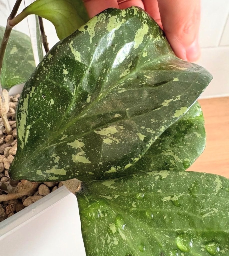 Hoya Michelle, Minder dan 100 cm, Bloeiende kamerplant, Groenteplant, Halfschaduw