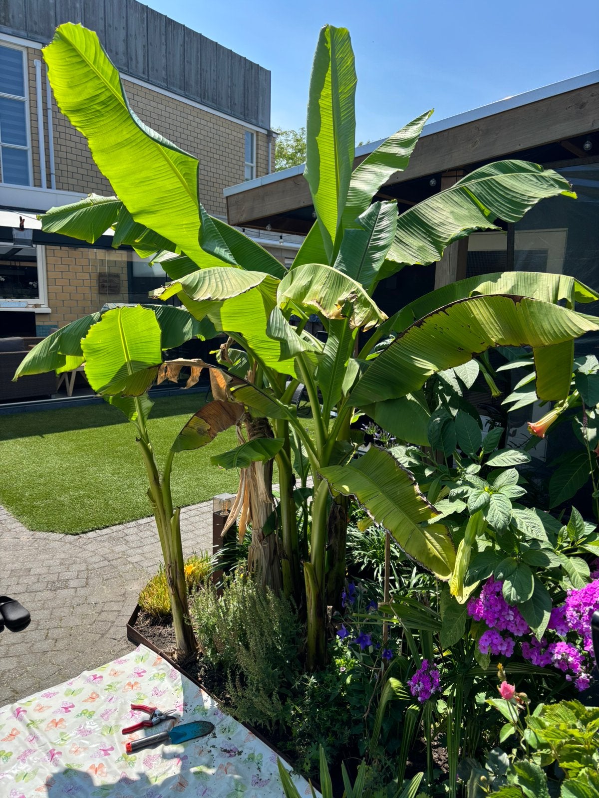 Bananenplanten musa basjoo, Tuin en Terras, Ophalen, Volle zon