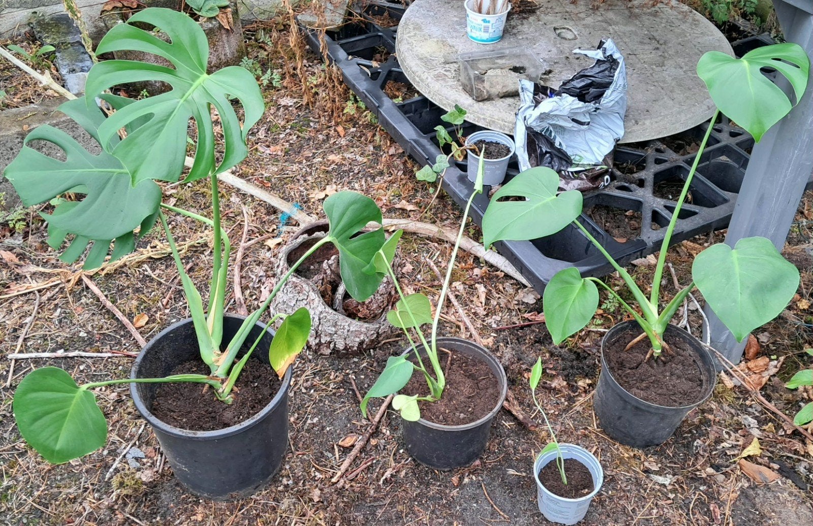 Monstera planten: slechts 1 over, Ophalen, Halfschaduw, In pot, Minder dan 100 cm