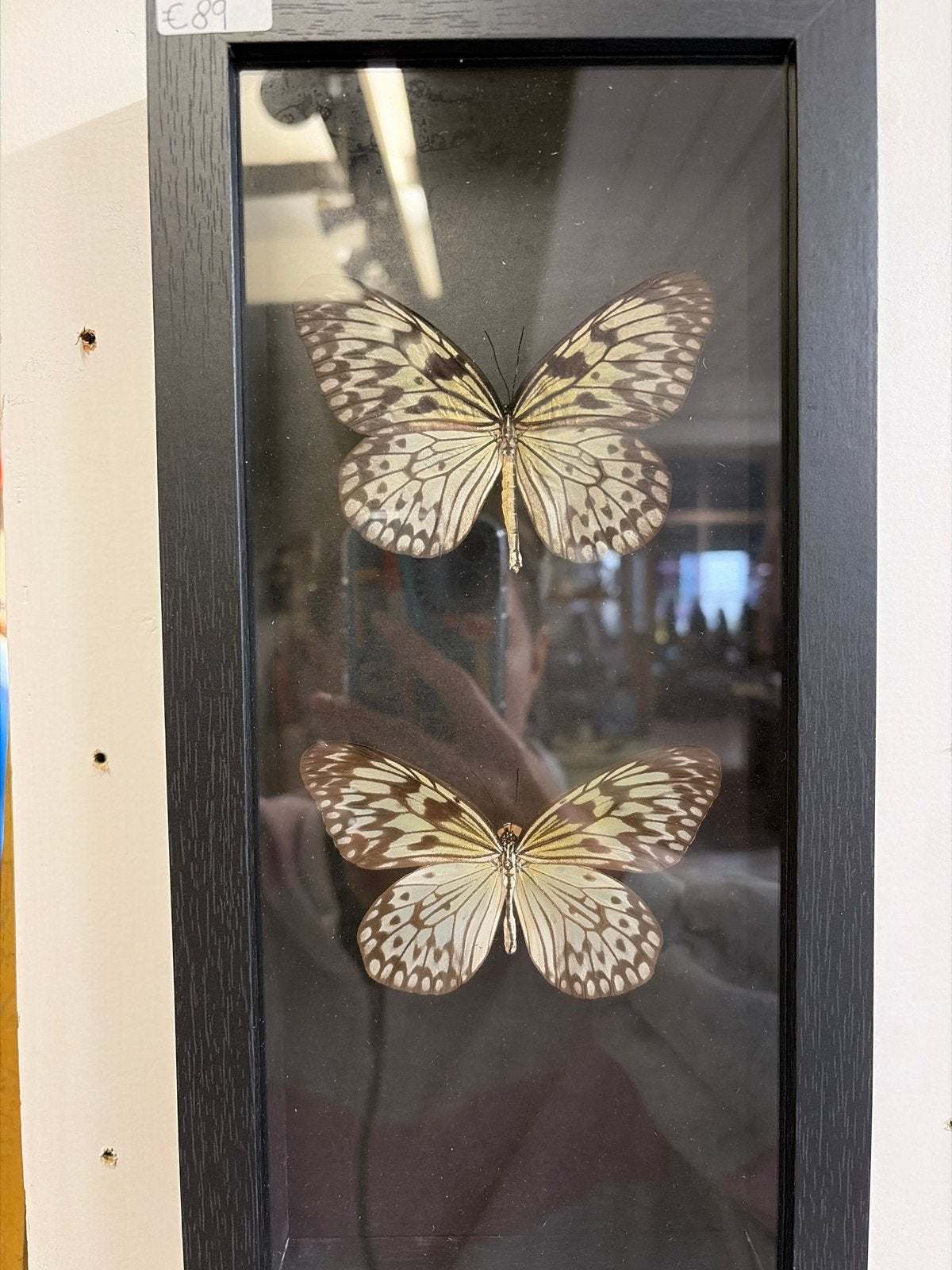 Ingelijste vlinders - Decoratieve wanddecoratie, Nieuw, Ophalen of Verzenden, X, X