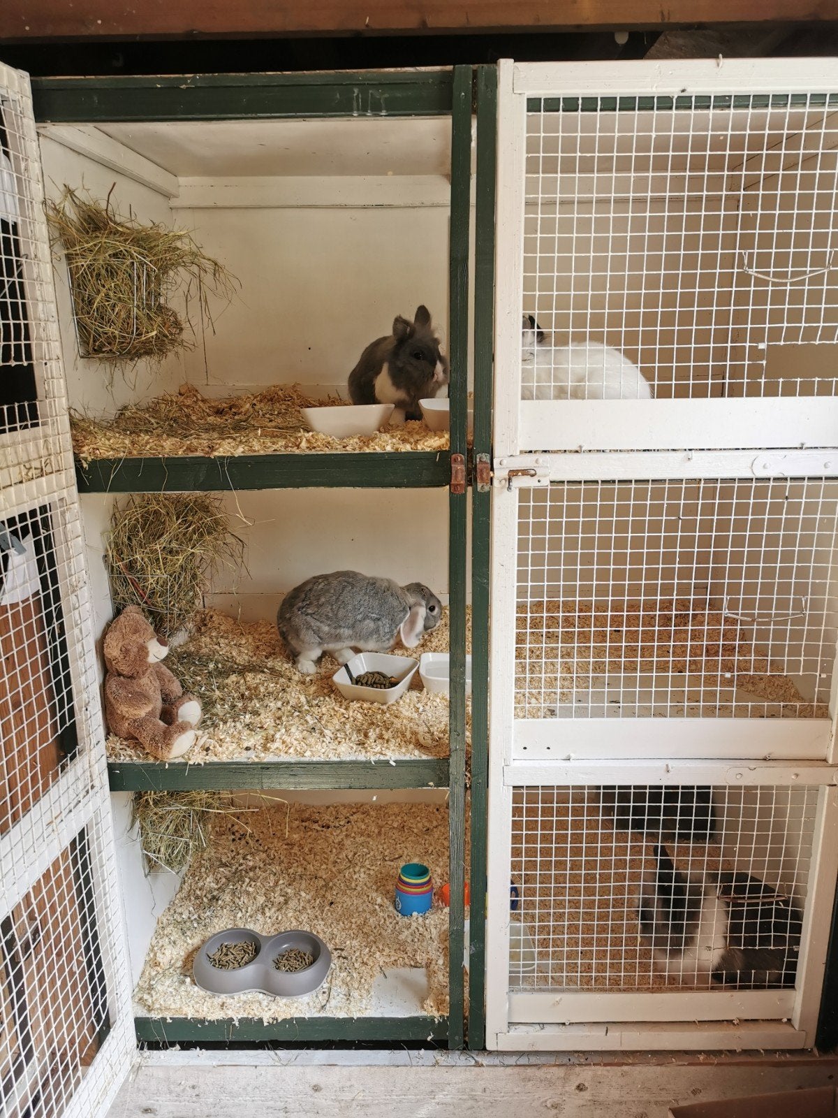 Vakantie opvang konijnen cavia's