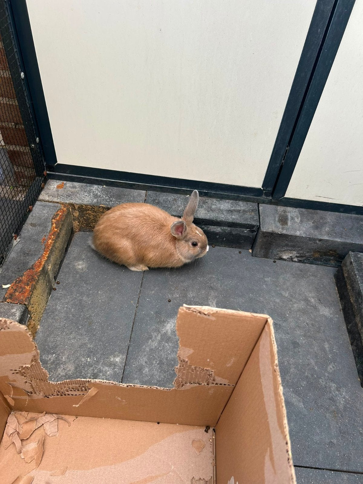 konijn, Dieren en Toebehoren, Konijnen, Vrouwelijk, Dwerg