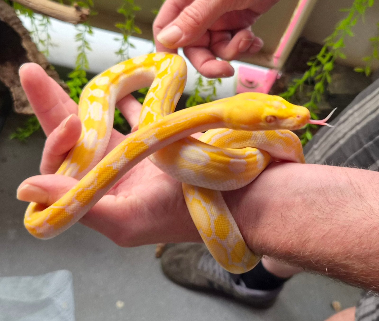 Super dwarf Retic Python 1.0 - Tiger albino pos. sunfire, Dieren en Toebehoren, Reptielen en Amfibieën, Slang, 0 tot 2 jaar