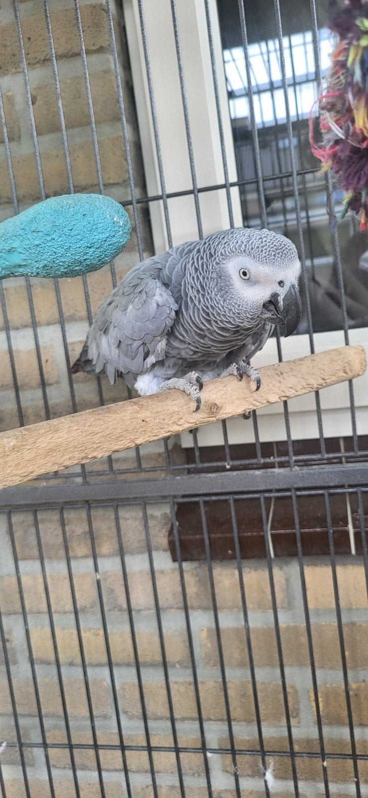 grijze roodstaart, Dieren en Toebehoren, Vogels | Parkieten en Papegaaien, Meerdere dieren, Papegaai
