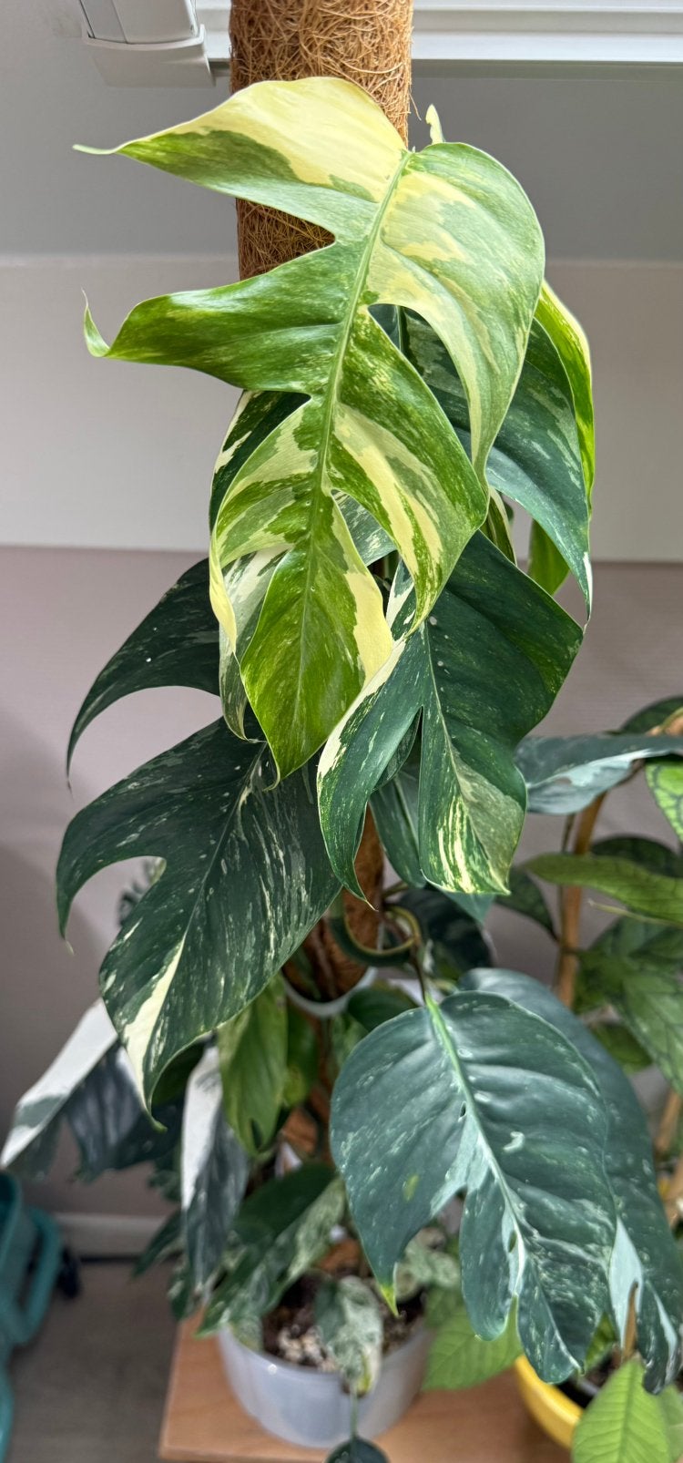 Epipremnum Pinnatum Albo + Marble variegata, Huis en Inrichting, Ophalen of Verzenden, Halfschaduw, Minder dan 100 cm
