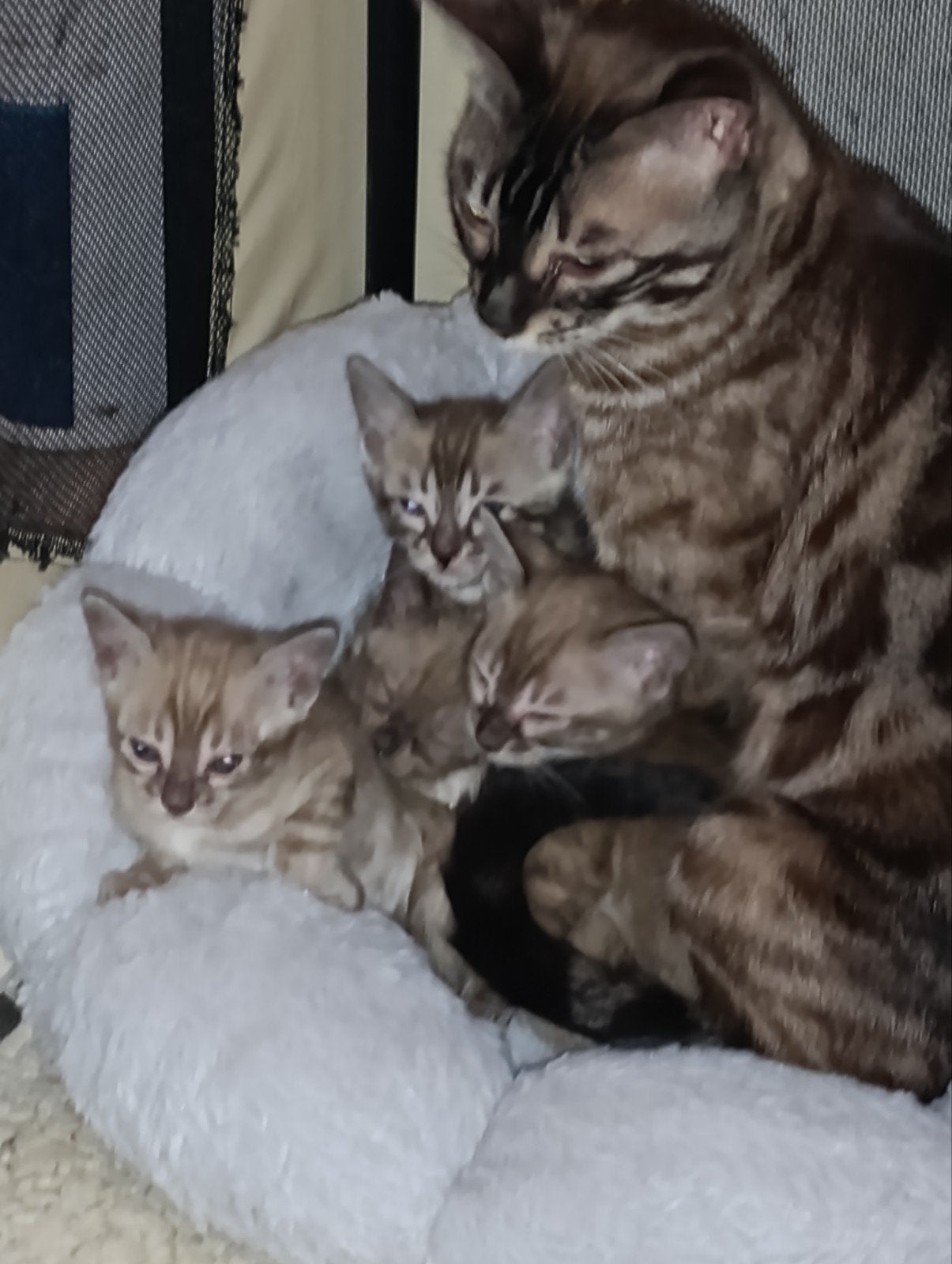 Het laatste Bengaalse Charcoal kitten mag meteen mee, Dieren en Toebehoren, Katten en Kittens | Raskatten | Korthaar, Kater, Met stamboom