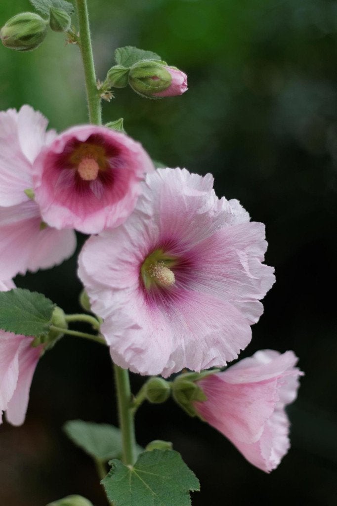 Bio zaden Stokroos - Alcea rosea, Verzenden, Voorjaar, Volle zon, Zaad