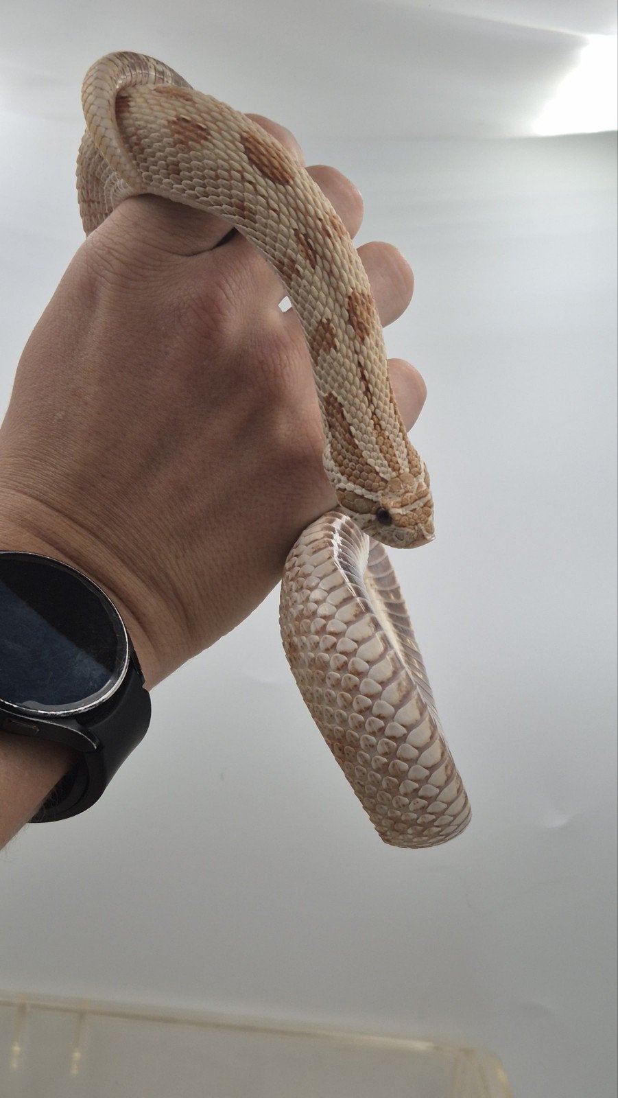 Volwassen haakneusslamg vrouw Hognose Snake photo 2