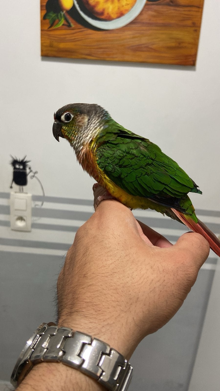Pyrrhura, Meerdere dieren, Parkiet