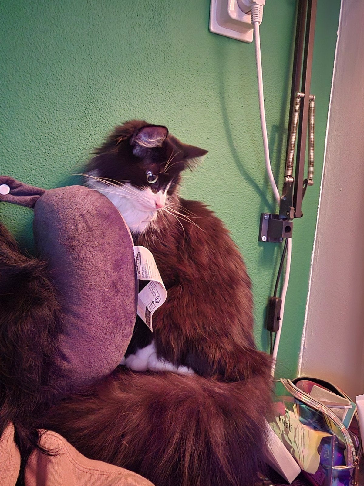 Lieve Mia (poes) 1,5 jr, Dieren en Toebehoren, Poes, Langharig, 0 tot 2 jaar