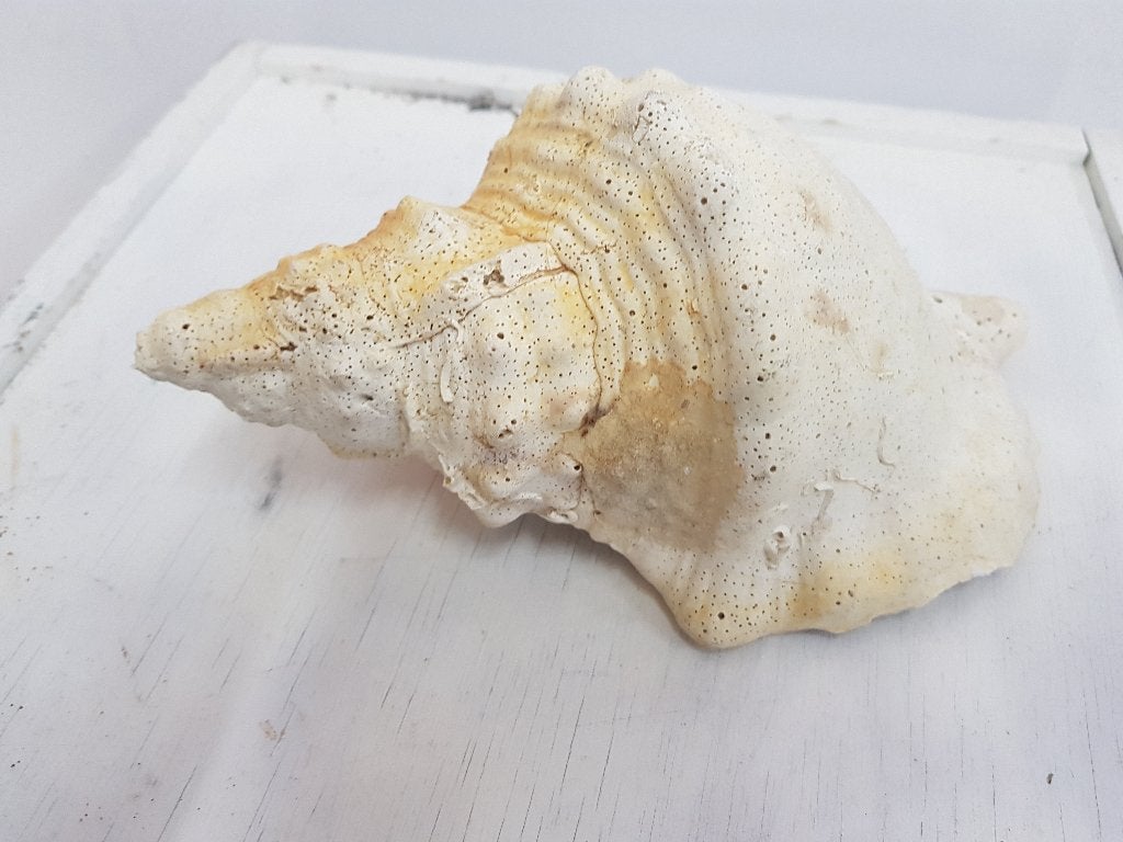 triplofusus giganteus schelp, Ophalen of Verzenden, Schelp(en)