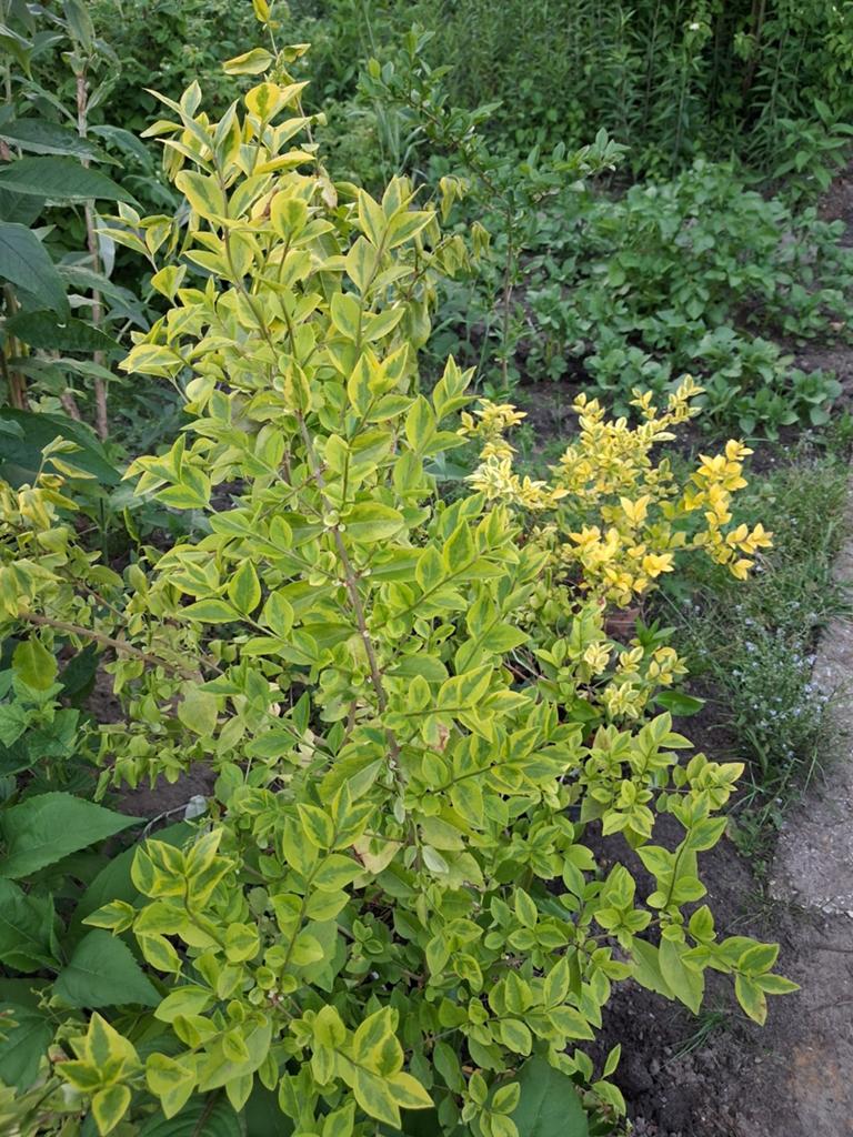 Bonte Liguster stekken - 30-80cm - Pot of volle grond, Volle zon, Vaste plant, Bloeit niet, Ophalen