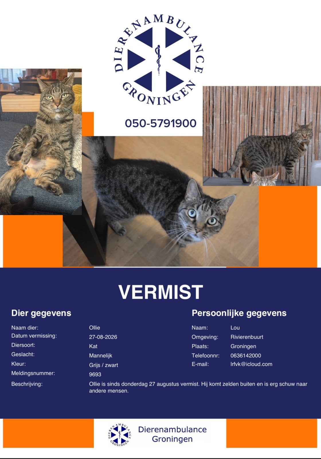 Kat vermist, Dieren en Toebehoren, Vermiste en Gevonden Dieren