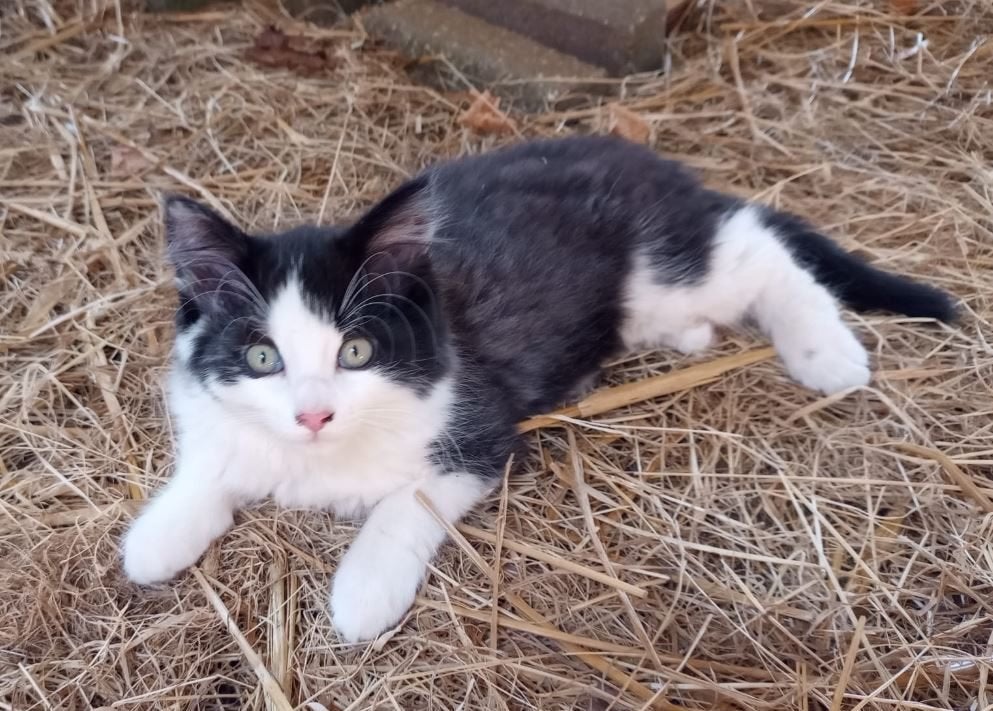2 Jonge Kittens Te Koop, Dieren en Toebehoren, Katten en Kittens | Overige Katten, Kortharig, Kater, 0 tot 2 jaar