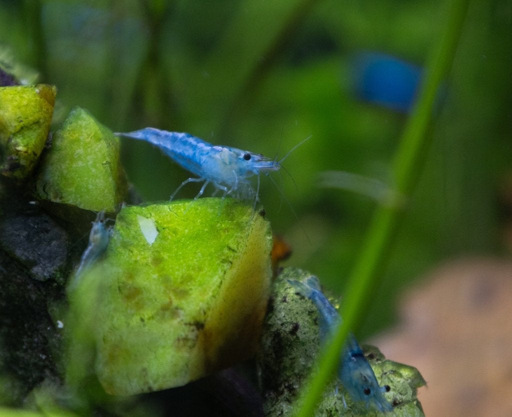 Blue Jelly Garnalen Neocaridina, Dieren en Toebehoren, Kreeft, Krab of Garnaal, Zoetwatervis