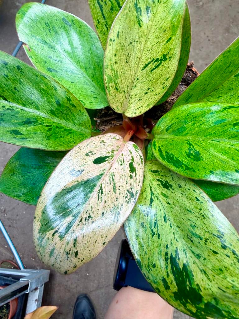 Philodendron Red Congo Dwarf, Overige soorten, In pot, Minder dan 100 cm, Groene kamerplant