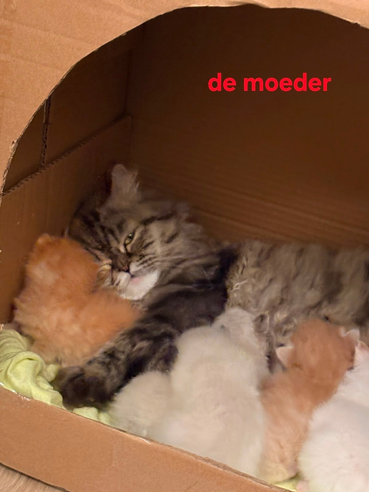 katten en kitten, Kater