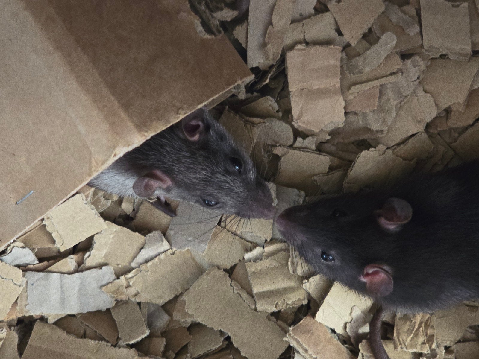2 lieve tamme ratjes, laatste vrouwtjes, 7 weken jong, Dieren en Toebehoren, Knaagdieren, Rat, Mei, Meerdere dieren, Tam