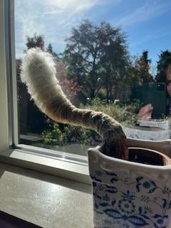cactus, grijsaard, Huis en Inrichting, Kamerplanten, Ophalen, Minder dan 100 cm, Volle zon, In pot