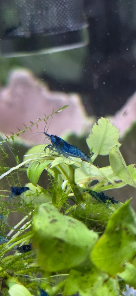 Blue dream neocaridina blauwe garnalen (aquarium), Kreeft, Krab of Garnaal, Zoetwatervis, Schoolvis