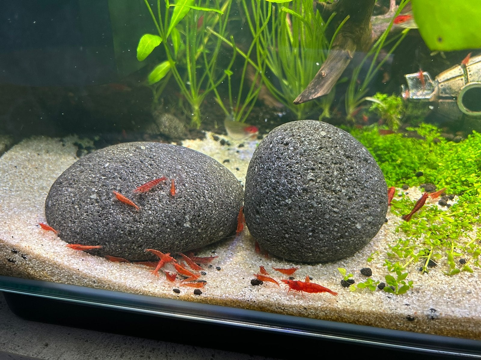 Vuurgarnalen (nog 30 available), Dieren en Toebehoren, Vissen | Aquariumvissen, Kreeft, Krab of Garnaal