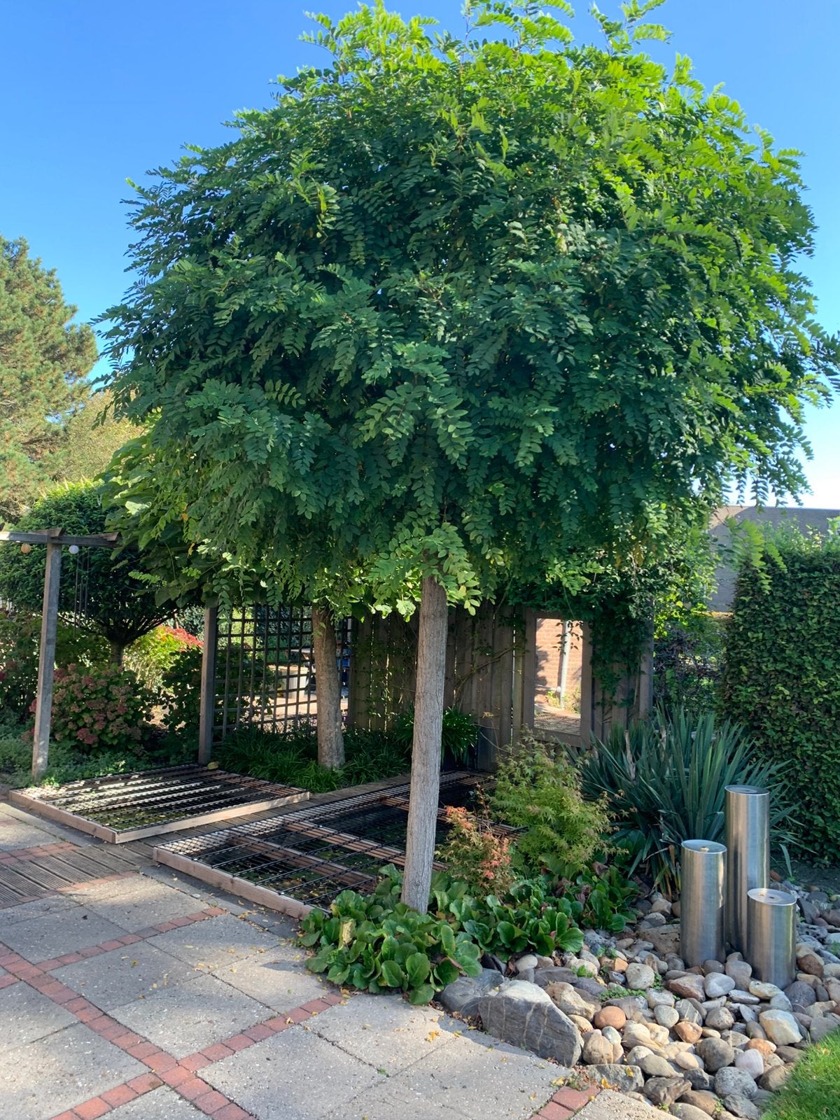 Mooie gezonde Bol Acacia, Bloeit niet, 100 tot 250 cm, Ophalen, Volle zon