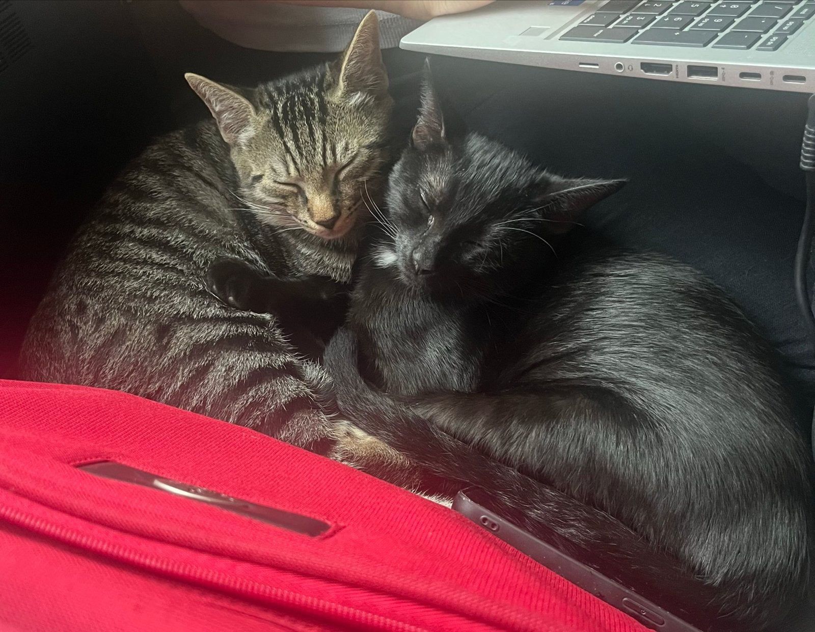 2 europese korthaar katers, Kater, Kortharig, 0 tot 2 jaar