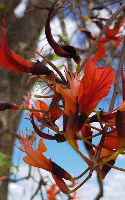 Koraalboom (Erythrina vespertillio), Ophalen of Verzenden, Overige soorten, Volle zon