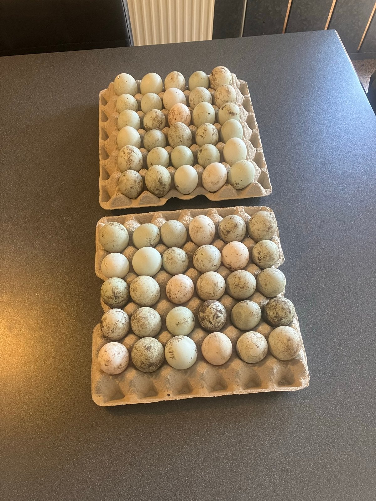 60 verse eendeneieren van loopeenden, Ophalen