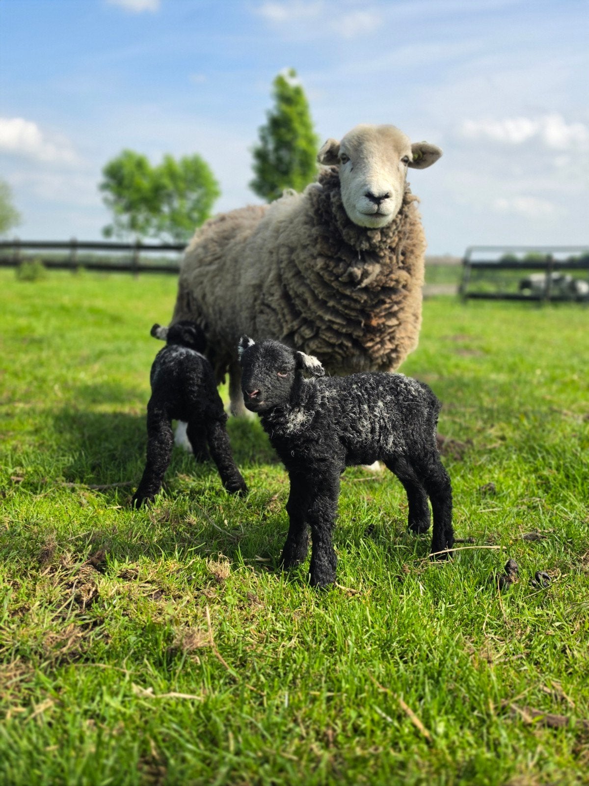 Herdwick ramlammeren, Dieren en Toebehoren, Meerdere dieren, Schaap, 0 tot 2 jaar