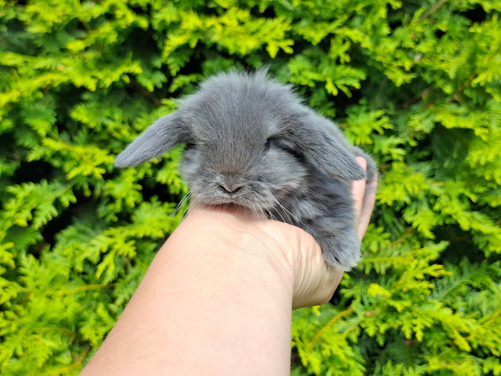 Raszuivere Nederlandse Hangoor Dwerg baby konijntjes, Meerdere dieren, Dwerg, Hangoor