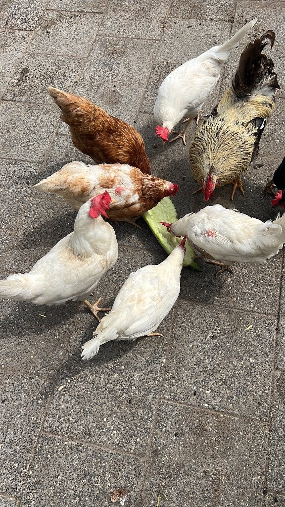 Hanen tekoop, Dieren en Toebehoren, Mannelijk, Kip